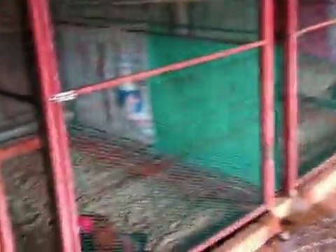 trại gà Hóc Môn 0903 855 243