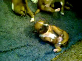 Vidéo des chiots de Bodhi-Girl & de Bully-Boy 1