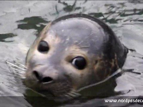 Relâché de 2 phoques veaux marins à Calais