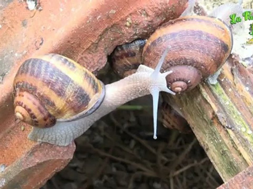 Escargots - Quincieux - La Panouille