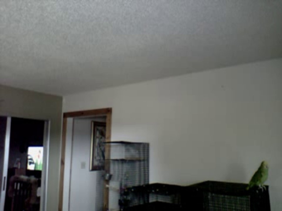 Blondie talking and dancing in circles