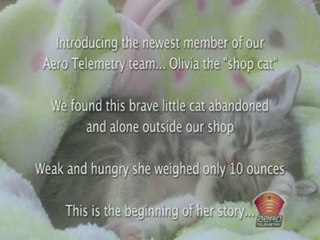 Rescued Kitten Bottle Fed