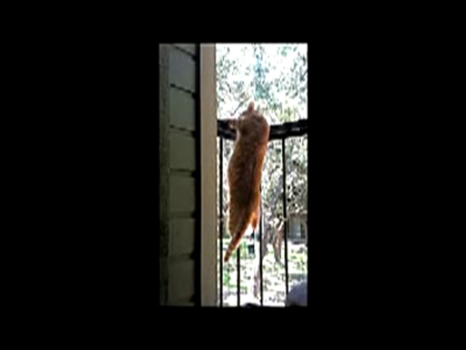 Fat Cat Climbs Chicken Wire