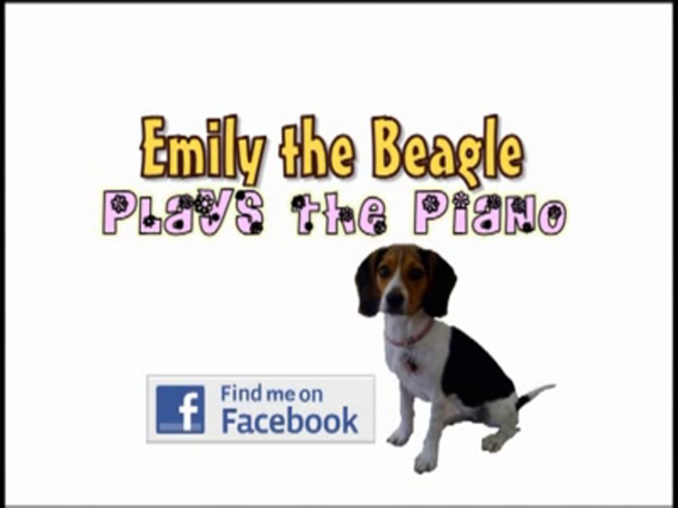 Emily the Beagle plays the Piano !