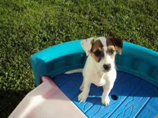 Terrier Puppies Playing on Slide Learning to Shake Hands