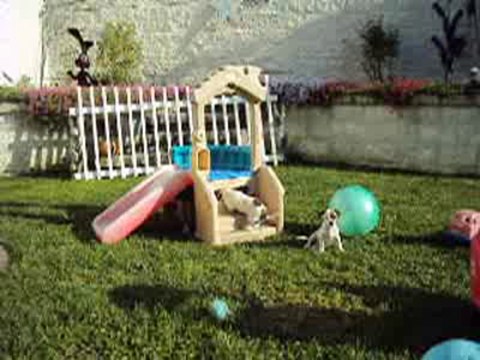 Terrier Puppies Fighting Over Who Drives Toy Car