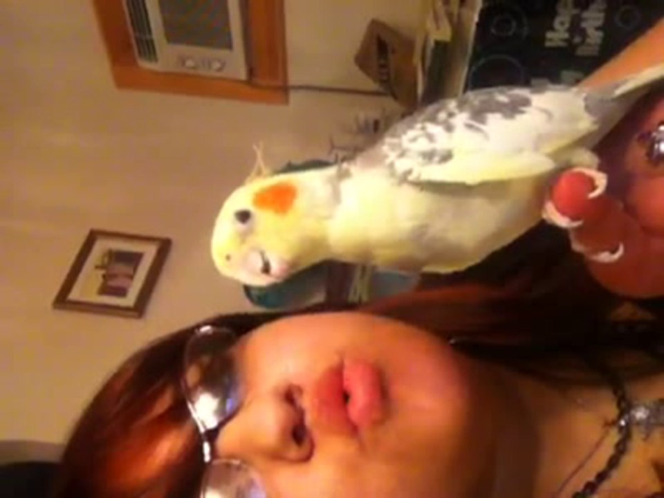 Cockateil Follows a rythem