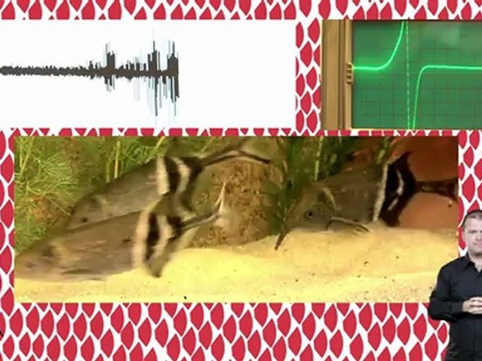 ANGELS, le robot qui nage comme une anguille