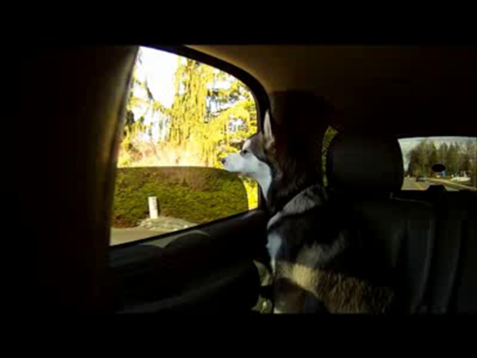 Cody heading to the park!