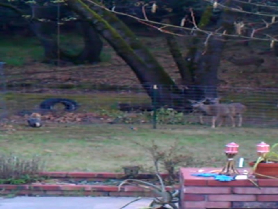 Mochi meets the deer