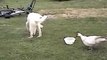 Dog Defends Bowl from a Duck