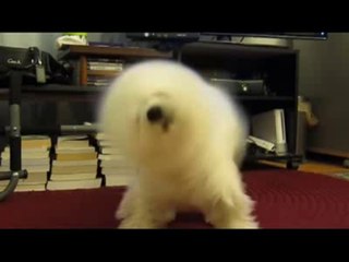 Maltese Whippin' His Hair Back and Forth