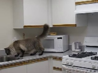 Yip Sneaking food out of the kitchen cupboard!!!