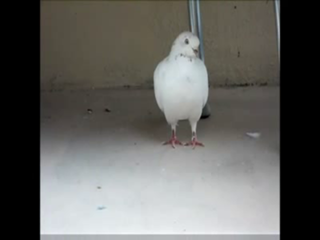 White Dove – Snowball