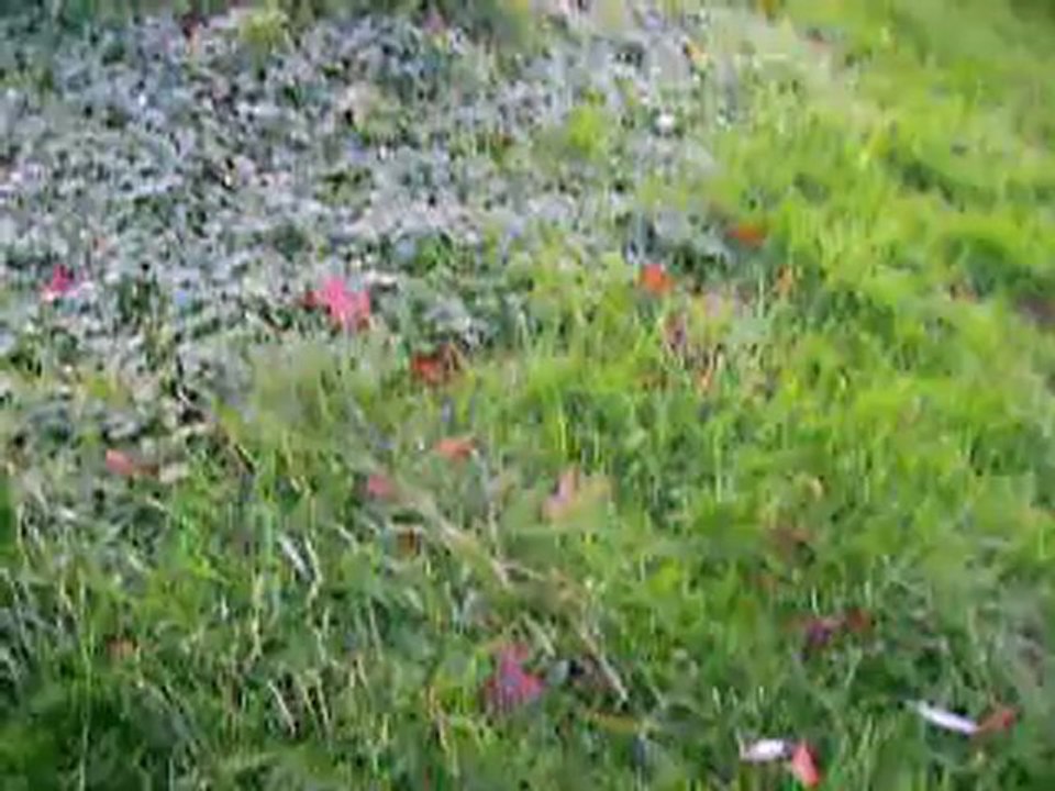 vidéo du 07.11.12 d'HERMANY ...