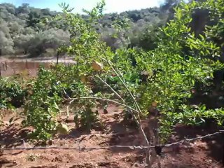 Fleur de Passion 2012 - compilation 2ème partie