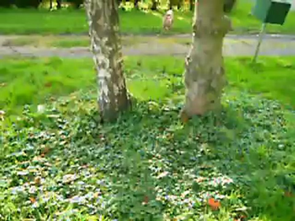 vidéo du 07.11.12 d'HAPPY ...