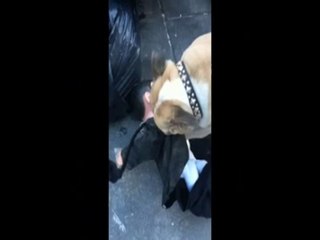 Fiend Must Die Bulldog Finds Doll In Trash