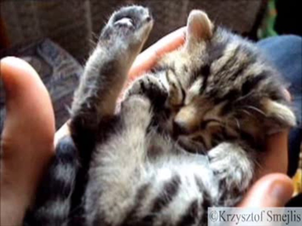 Dreaming BoBo Kitten