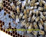 Anadolu arısı, hemde halis