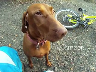 Descente en VTT avec sa chienne Amber