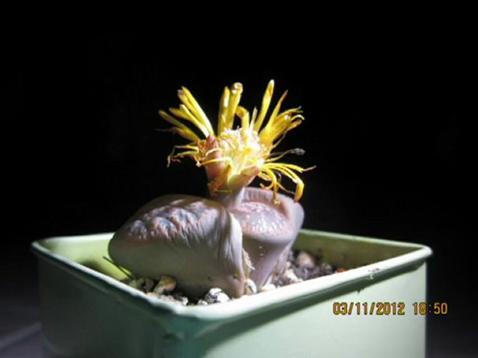 lithops en fleur time lapse (plante grasse)