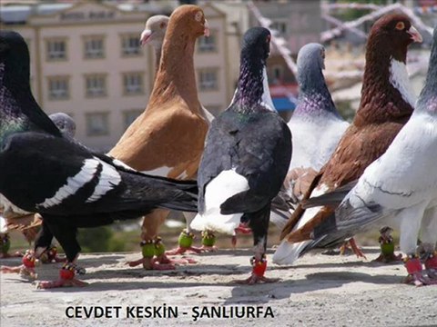 AYNALI -AKKUYRAK-KANAT-MAZONİ FİLO GÜVERCİNLERİ - guvercinurfa.com guvercinrehberi.com