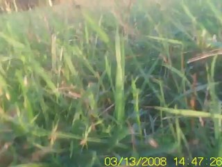 (QUADRI) petit vol au parc de miribel le 2012.11.07 ( la date incrustée dans l'image est érronée)