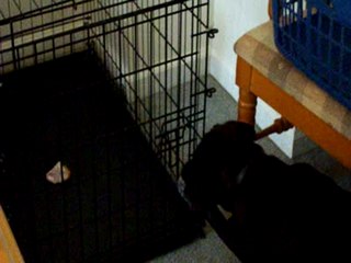 Dog opens locked cage to get chew toy