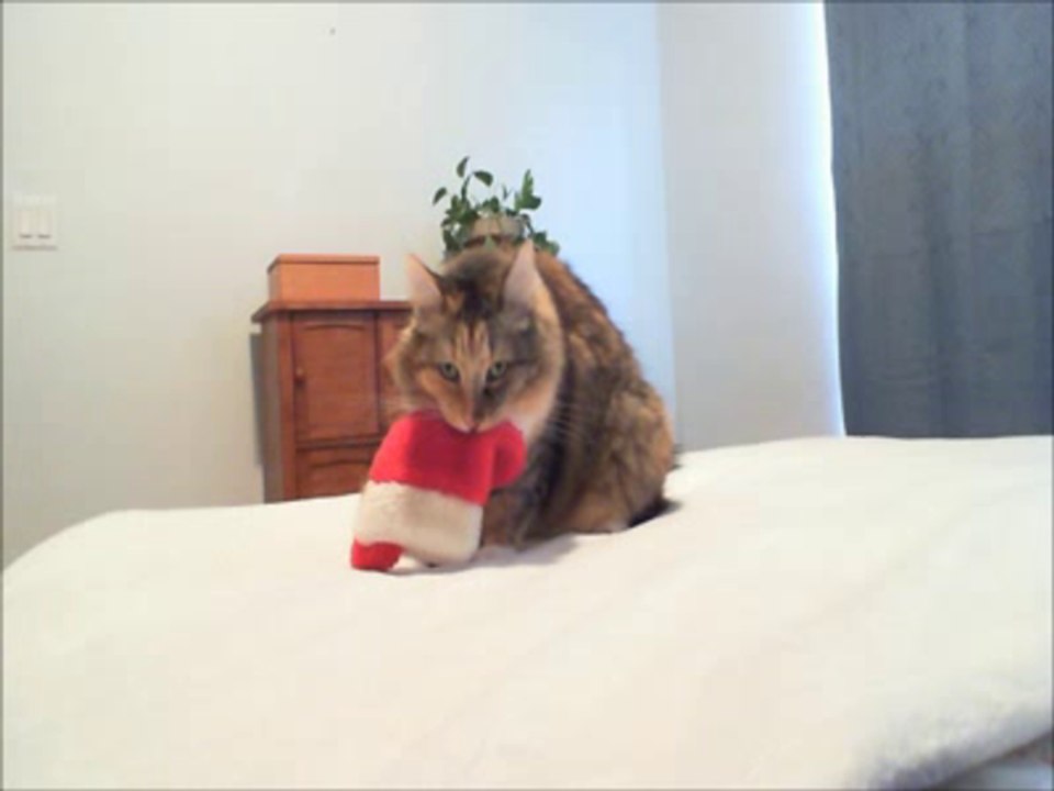 Tricky Christmas Kitten