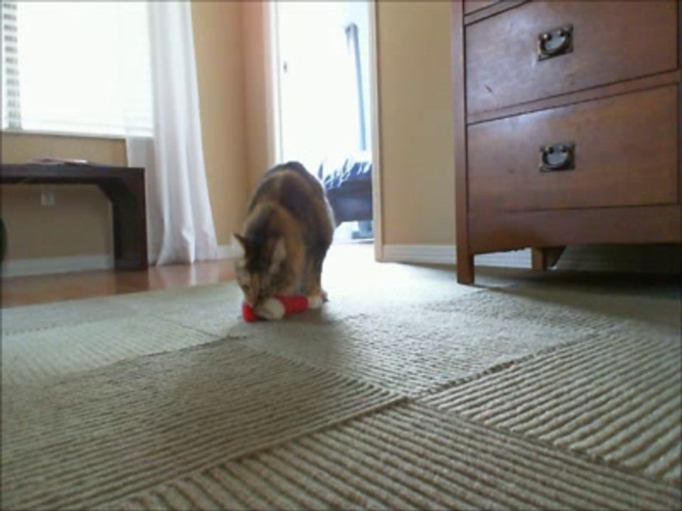 Upset Kitten With Empty Christmas Stocking