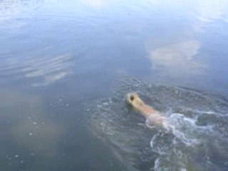 Taz goes swimming