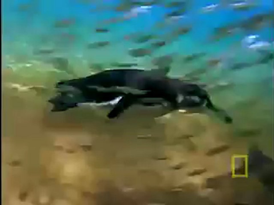 Penguenler ve Pelikanlar