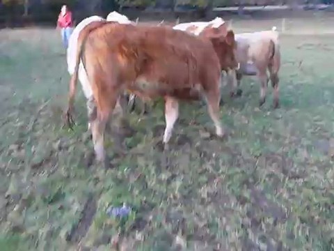 begin troupeau 1 er essai sur bovin