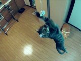 Jump Cat Slow Motion
