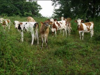 site gites les terrasses