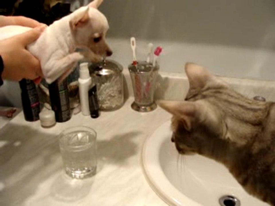 Chihuahua swimming