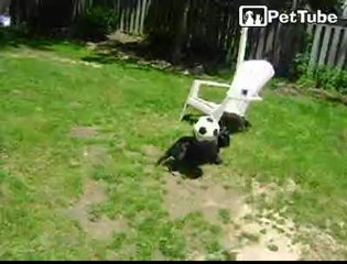 BEND IT LIKE PUGGY-BEAR