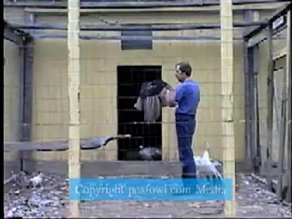 Peacock Jumping on arm!