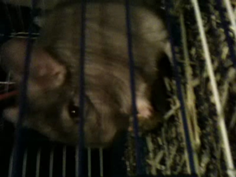 Misty the smiling Chinchilla!