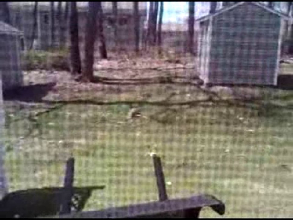 Jayden The Groundhog
