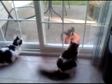 Cats Watching Squirrel Eating Pumpkin