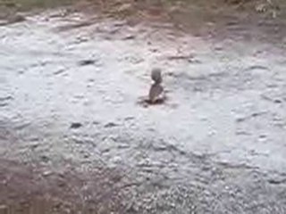 Squirrel hiding his nut!
