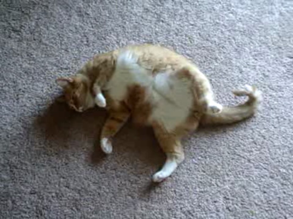 Obese Cat Does Tricks and Exercises!!
