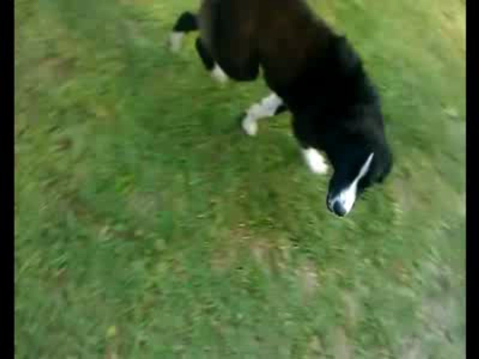 Playing with my Border Collie