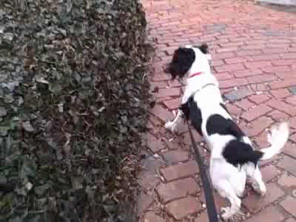 Scout is a twirling springer