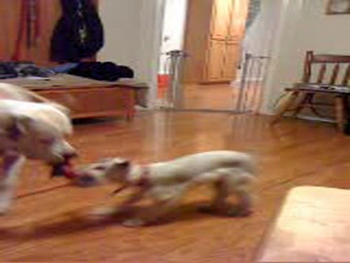 ⁣Big Dog Teaches Little Dog