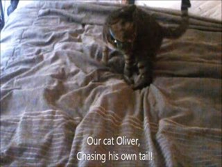 Cat chases his own tail just like a dog!