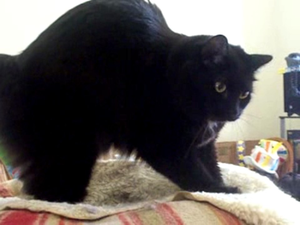 Behr making biscuits on command