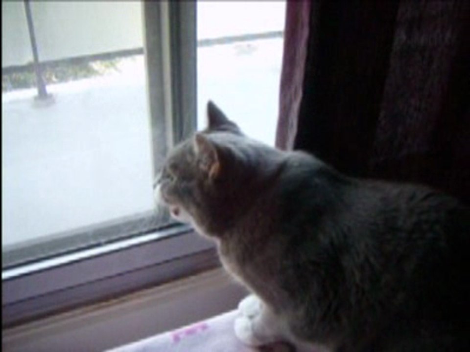 Mmm...pigeon...
